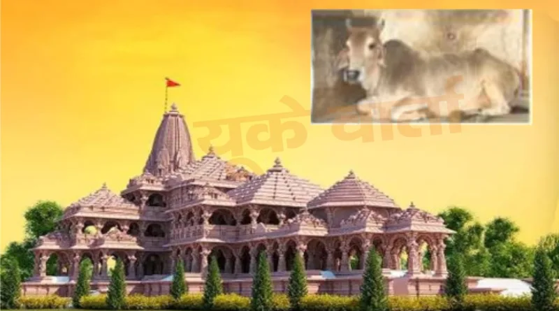 एक गाय करती है 20 वर्षाे से रामलला की परिक्रमा, रखती है एकादशी के दिन व्रत