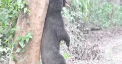 खेत में पहुंचा भालू, किसान ने भाग कर बचाई जान
