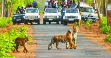 कॉर्बेट पार्क मई तक पूरा पैक