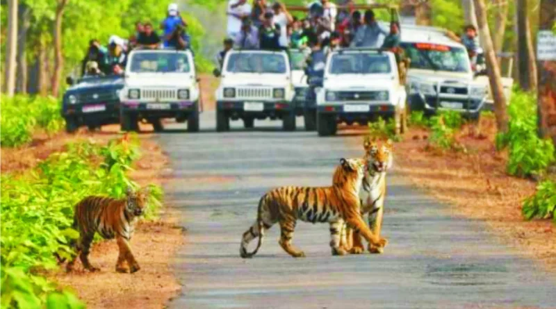 कॉर्बेट पार्क मई तक पूरा पैक