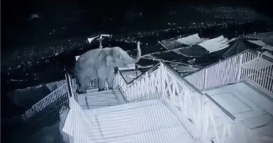 हाथी ने गर्जिया देवी मंदिर परिसर घुसा