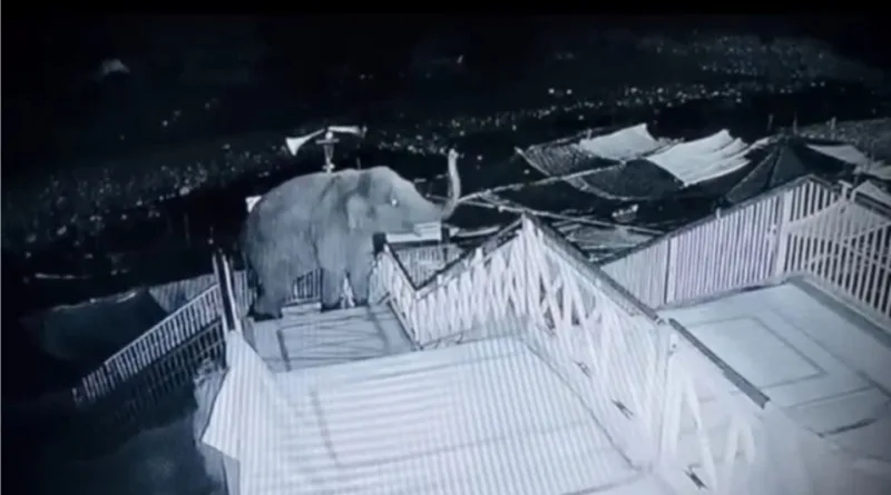 हाथी ने गर्जिया देवी मंदिर परिसर घुसा