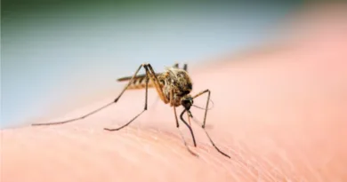 बार्डर जिले रामपुर में मिला जापानी इंसेफेलाइटिस का पहला केस स्वास्थ्य विभाग की टीम ने किया निरीक्षण