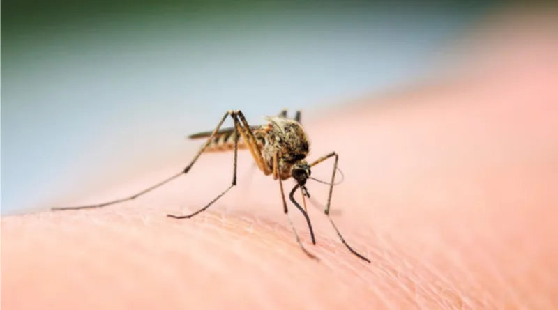 बार्डर जिले रामपुर में मिला जापानी इंसेफेलाइटिस का पहला केस स्वास्थ्य विभाग की टीम ने किया निरीक्षण