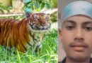 जसपुर में बाघ ने किया 15 साल के बच्चे का शिकार