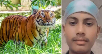 जसपुर में बाघ ने किया 15 साल के बच्चे का शिकार