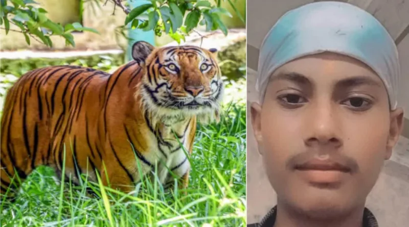 जसपुर में बाघ ने किया 15 साल के बच्चे का शिकार
