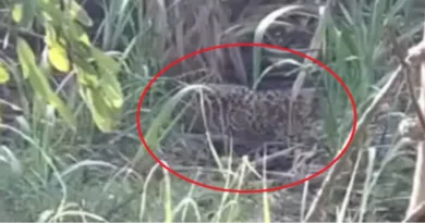 जसपुर से भगवंतपुर गांव में दिखा गुलदार