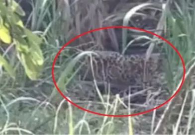 जसपुर से भगवंतपुर गांव में दिखा गुलदार