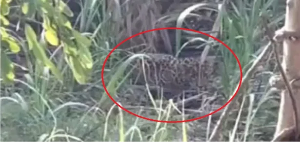 जसपुर से भगवंतपुर गांव में दिखा गुलदार