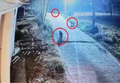 जसपुर में एक साथ तीन-तीन गुलदारों की मौजूदगी से दहशत में ग्रामीण