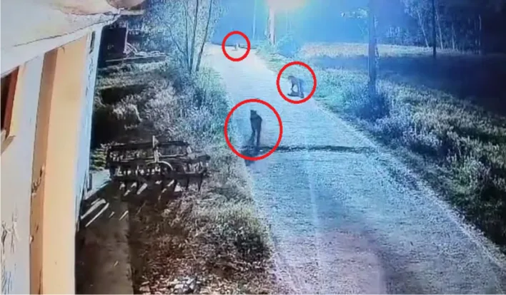 जसपुर में एक साथ तीन-तीन गुलदारों की मौजूदगी से दहशत में ग्रामीण