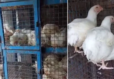 नगर निगम ने बड़ा फैसला - 19 मार्च से 27 मार्च तक मांस की बिक्री पूरी तरह प्रतिबंधित