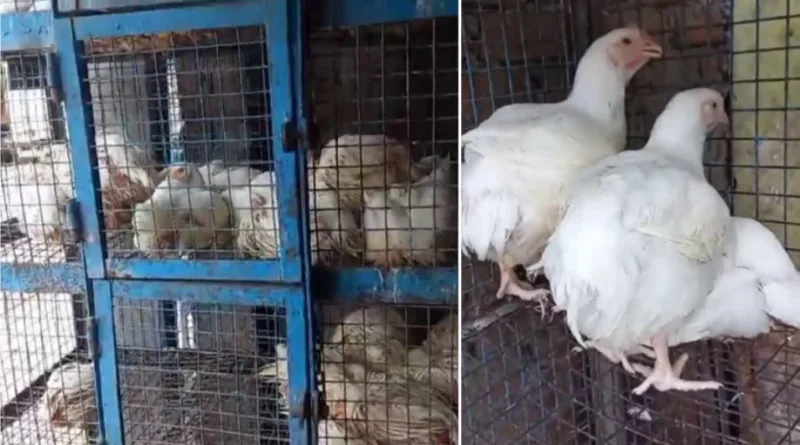 नगर निगम ने बड़ा फैसला - 19 मार्च से 27 मार्च तक मांस की बिक्री पूरी तरह प्रतिबंधित